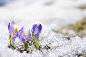 Flowers in snow